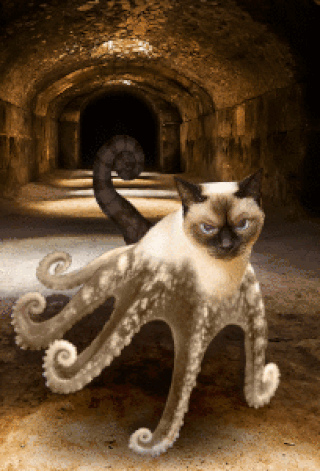 Katmeleonpus